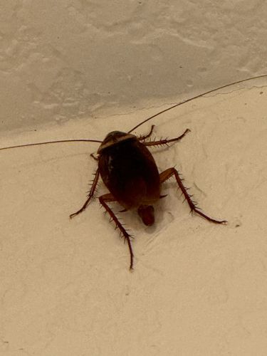 American Cockroach