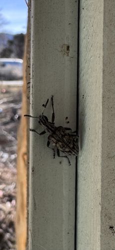 Euparius marmoreus (Fungus Weevil)