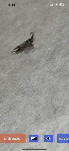 Green Lacewing (Larva)