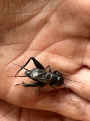 Field Cricket