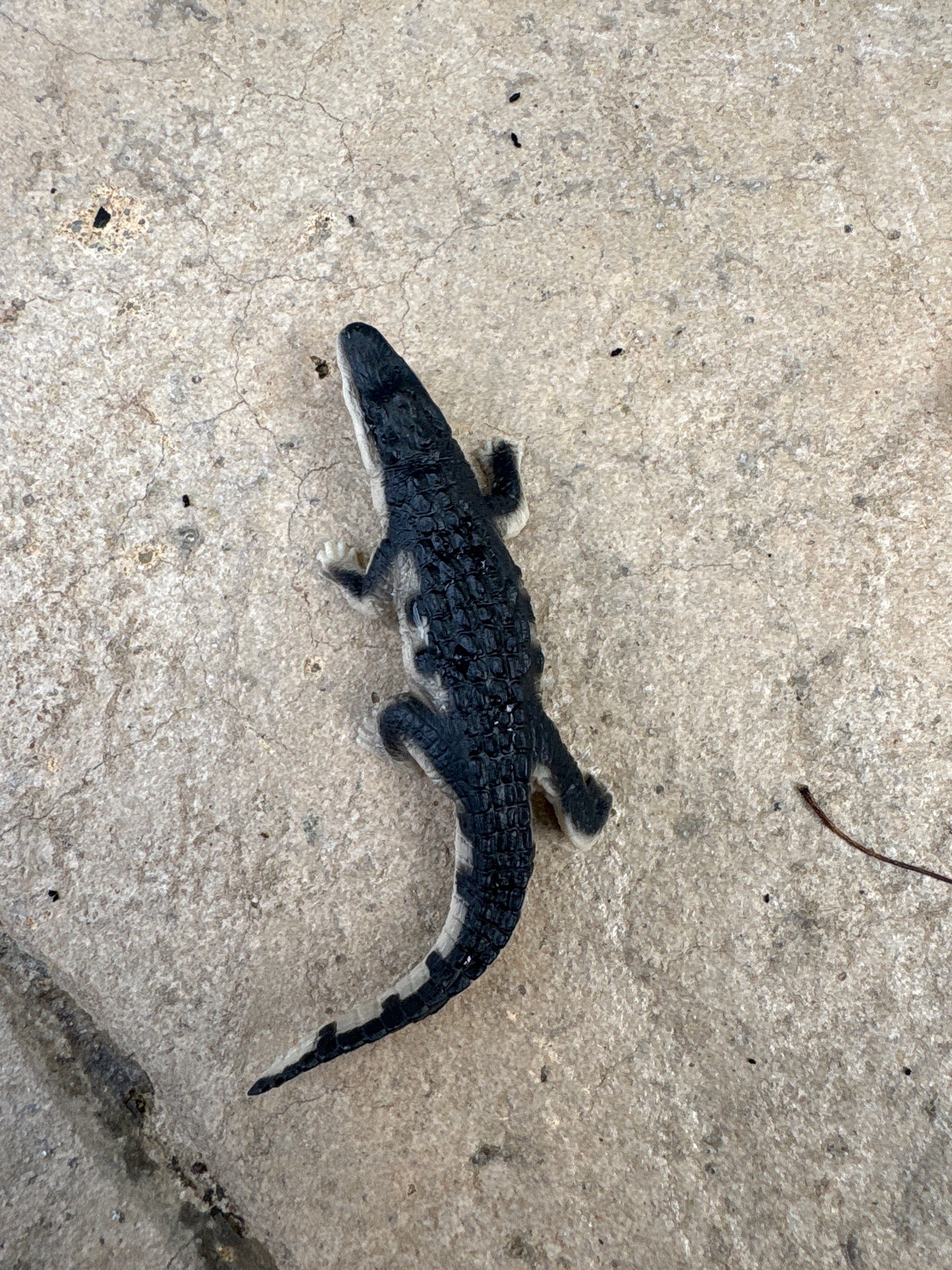Inanimate Toy Alligator