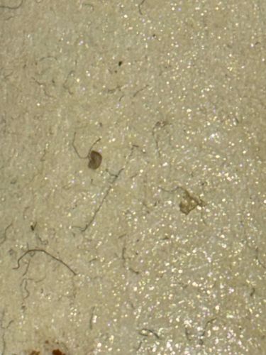 Carpet Beetle larvae