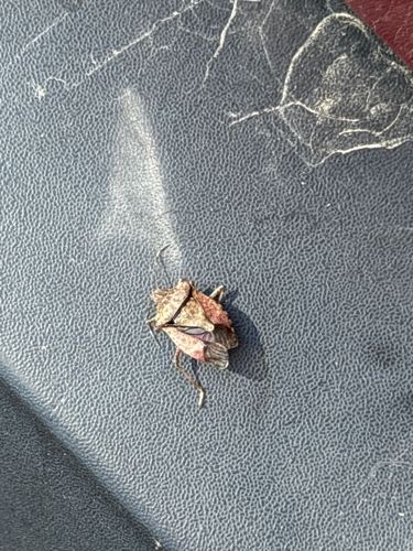 Brown Marmorated Stink Bug