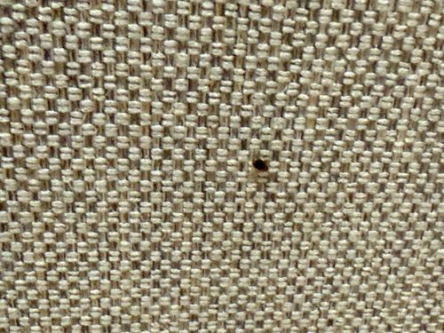 Bed Bug