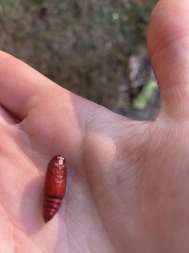 Moth Pupa