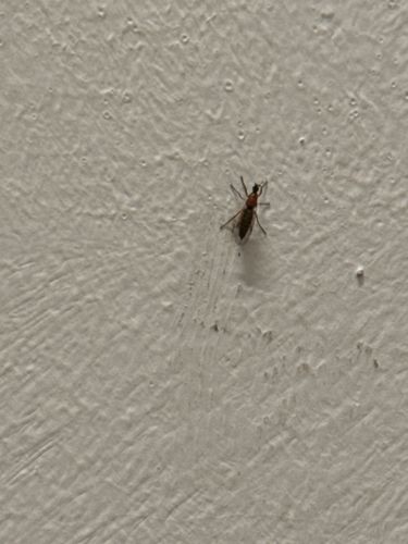 Fruit fly, Vinegar fly