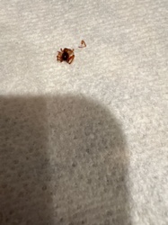 Tick (likely an adult hard tick given the size and morphology)