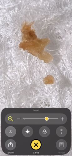 Common Bed Bug (Nymph/Cast Skin)