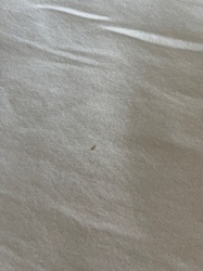 Carpet Beetle (likely Varied Carpet Beetle)