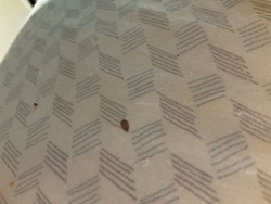 Bed Bug