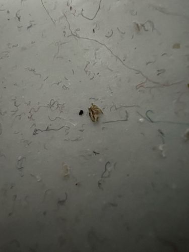 Bird Lice (or Feather Lice)