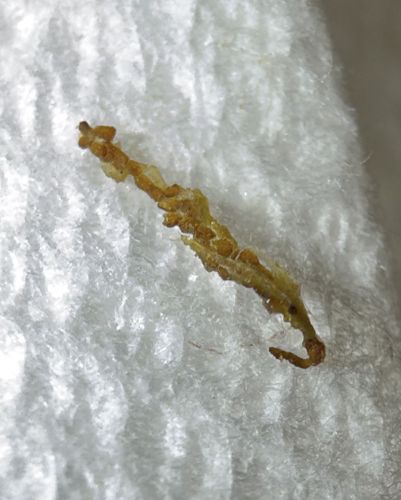 Dog Tapeworm (Proglottid segment)