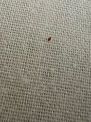 Bed Bug
