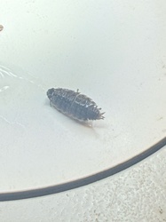 Woodlouse