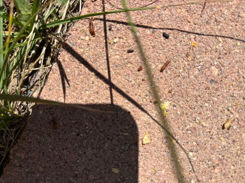 Antlion larva (Doodlebug)