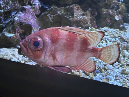 Shortspine Thornyhead