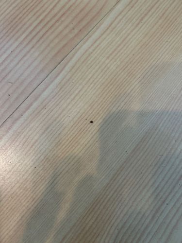 Varied Carpet Beetle