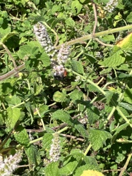 Ladybug (specifically a red/orange variety, likely a Convergent Lady Beetle or common ladybug species)