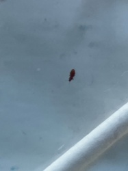 Booklouse
