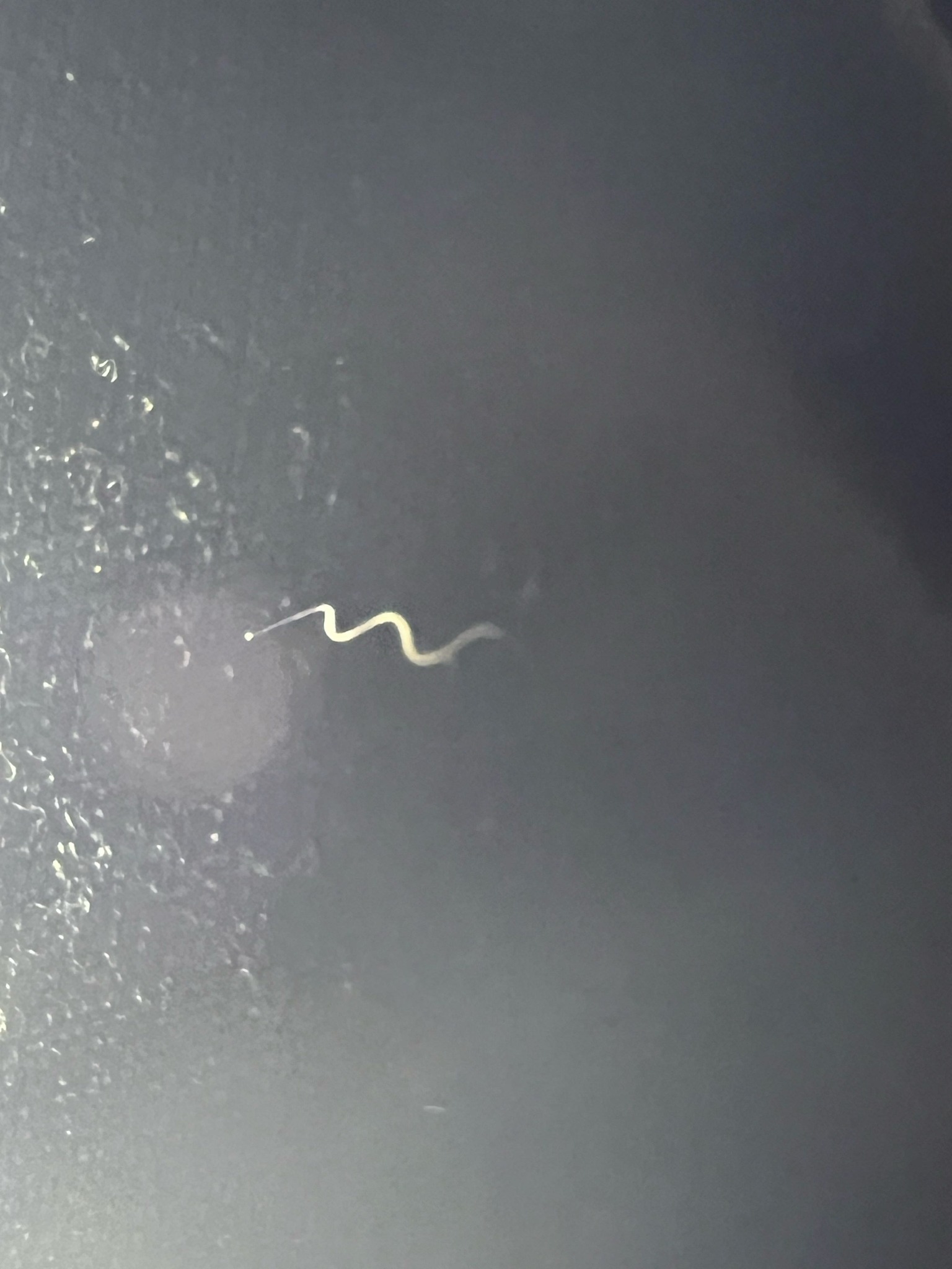 Horsehair worm