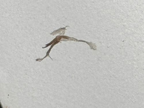 Pharaoh Ant (Incomplete Specimen)