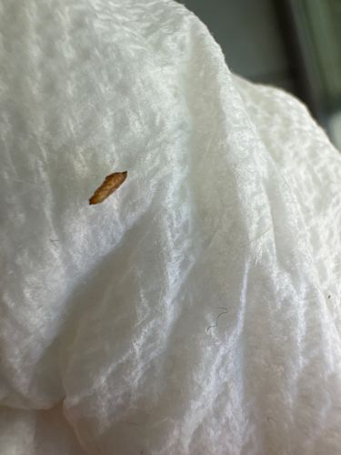 Casemaking Clothes Moth Larva