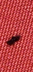 Carpet Beetle Larva