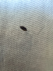 Carpet beetle larva