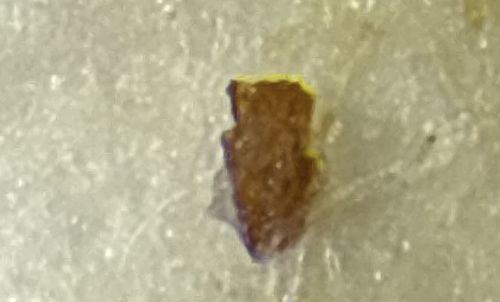 Not a recognizable insect (Likely debris)