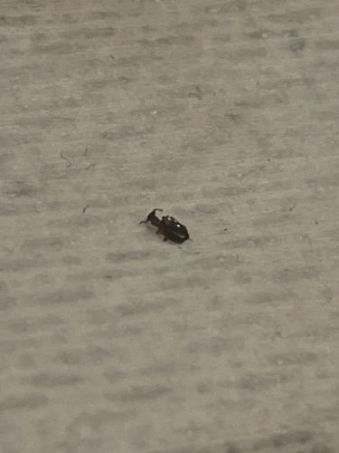 Red Flour Beetle