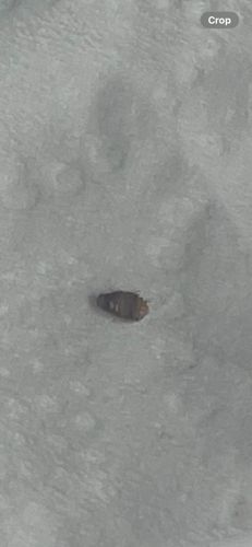 Carpet beetle larva