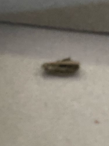 Case-bearing Clothes Moth Larva