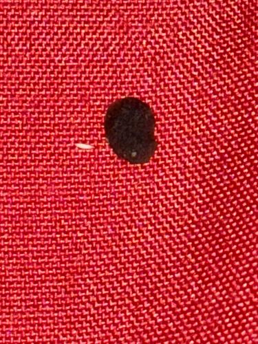 Carpet Beetle (likely Black Carpet Beetle)