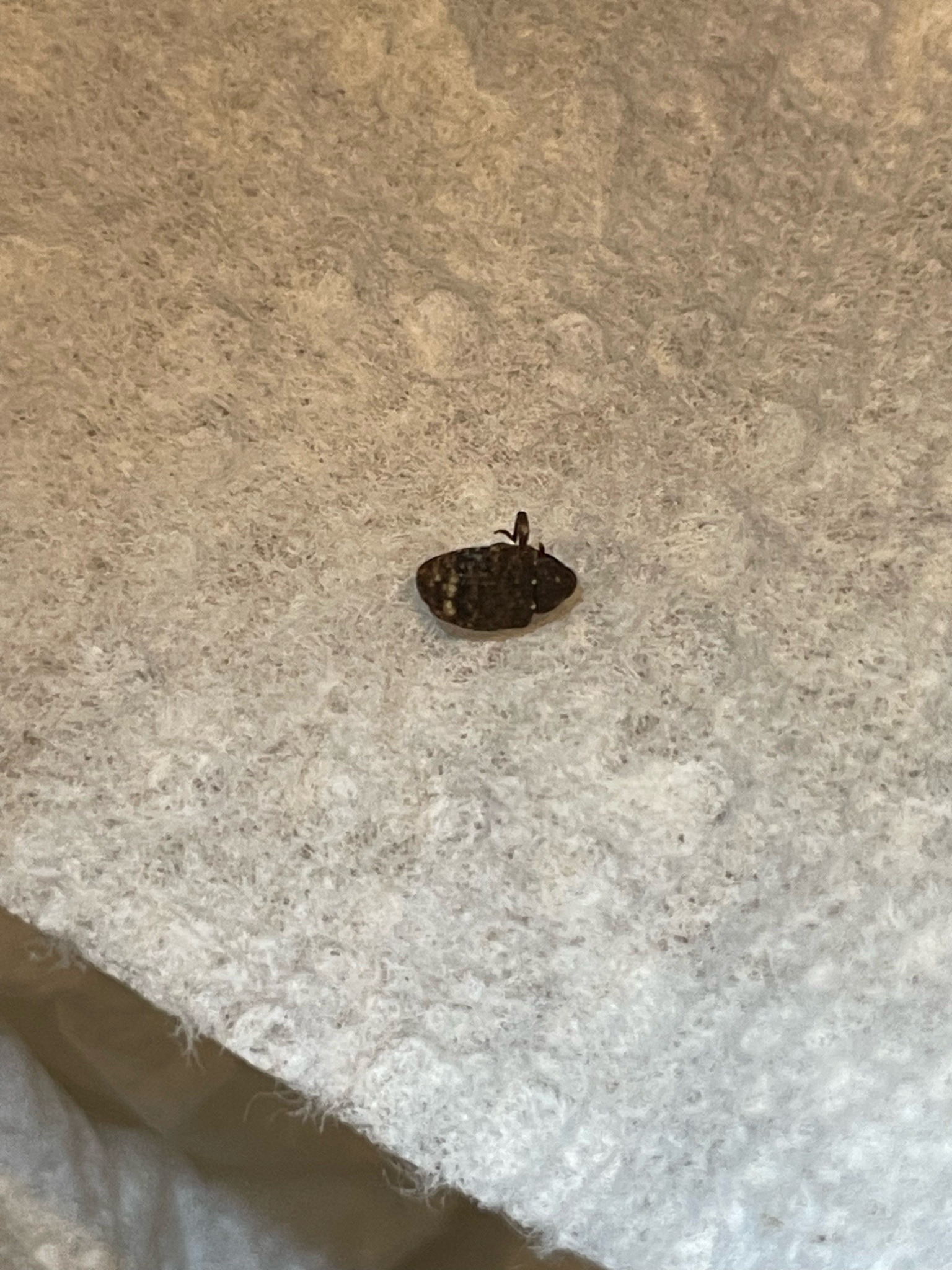 Kudzu Bug