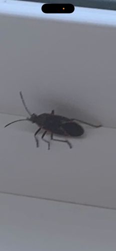 Boxelder Bug
