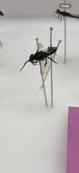 Scoliid Wasp