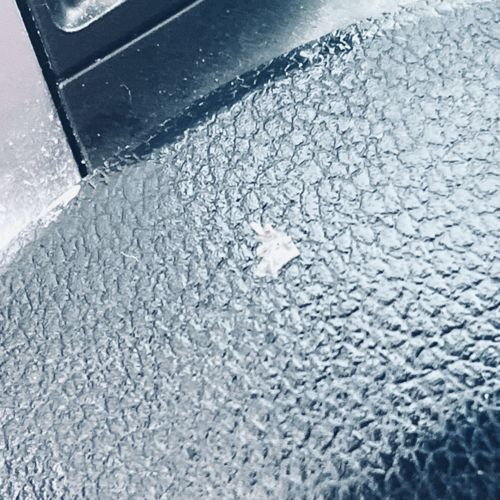 Masked Hunter (Nymph)