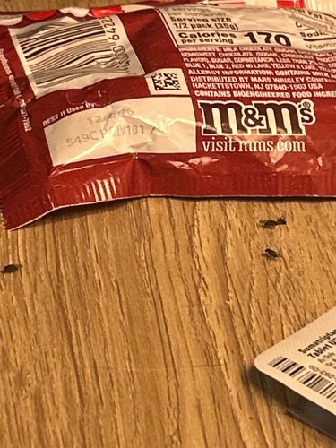 Fruit fly (or Vinegar fly)