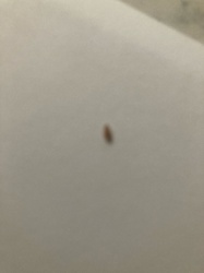 Bed Bug