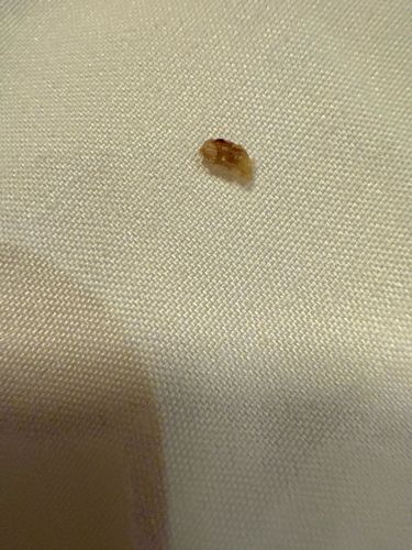 Carpet Beetle Larva (most likely a Varied Carpet Beetle or Black Carpet Beetle larva)