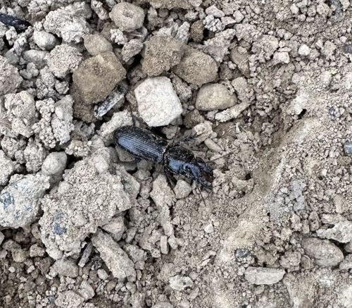 Ground Beetle