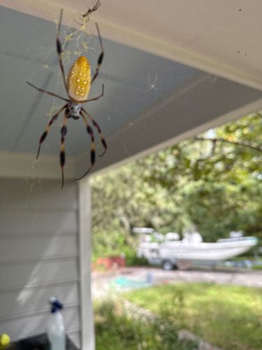 Golden Silk Orb-weaver (or Golden Orb-web Spider)