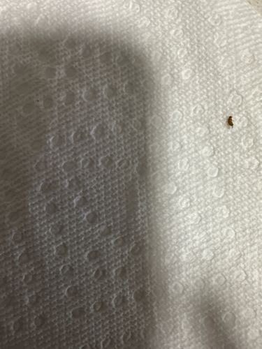 Biscuit Beetle (or Drugstore Beetle)