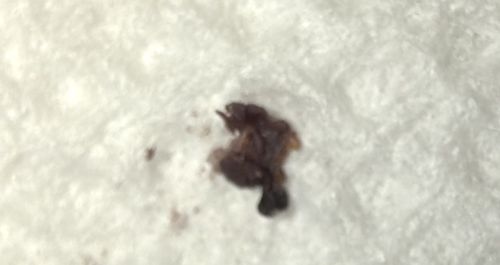 Unidentifiable Debris / Smushed Insect Material