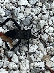 Leaf-footed Bug