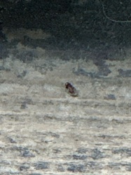 Carpet Beetle (likely Varied Carpet Beetle or Black Carpet Beetle)