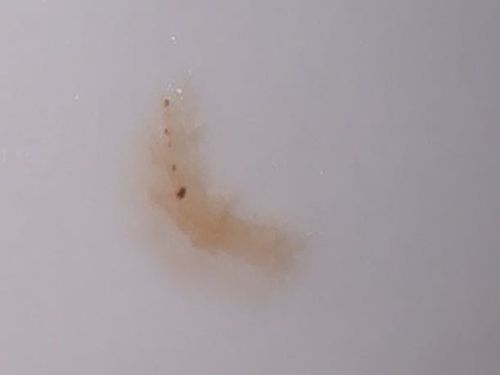 Drain Fly Larva