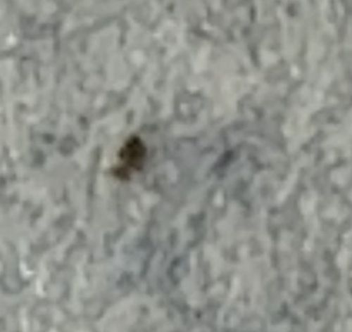 Carpet Beetle (likely Varied Carpet Beetle)