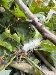 American Dagger Moth Caterpillar