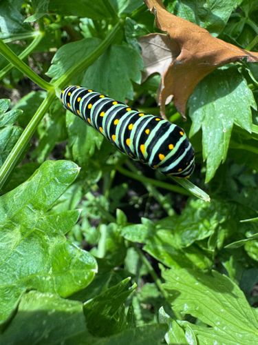 Black Swallowtail Caterpillar